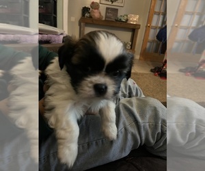Shih Tzu Puppy for sale in N CHESTERFLD, VA, USA