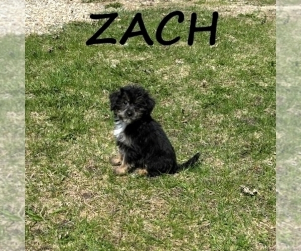 Medium Photo #4 YorkiePoo Puppy For Sale in HARTLAND, MN, USA