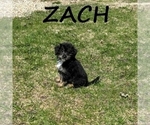 Small #3 YorkiePoo