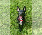 Small #1 Mutt