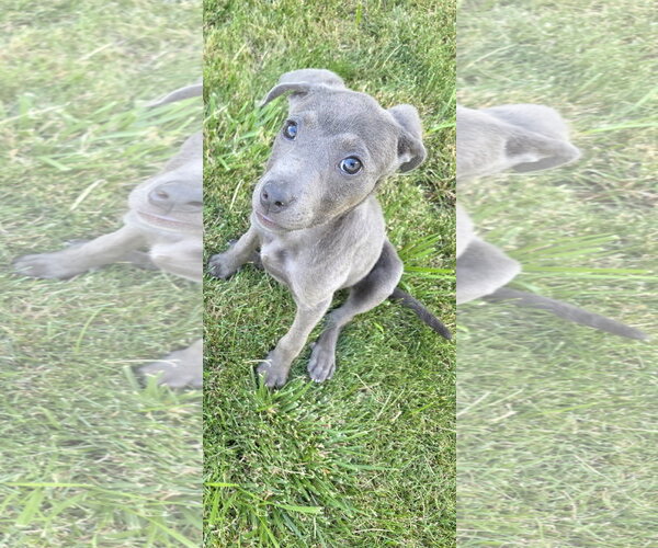 Medium Photo #6 American Pit Bull Terrier-Unknown Mix Puppy For Sale in Sandy, UT, USA