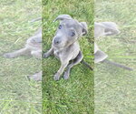 Small #5 American Pit Bull Terrier Mix
