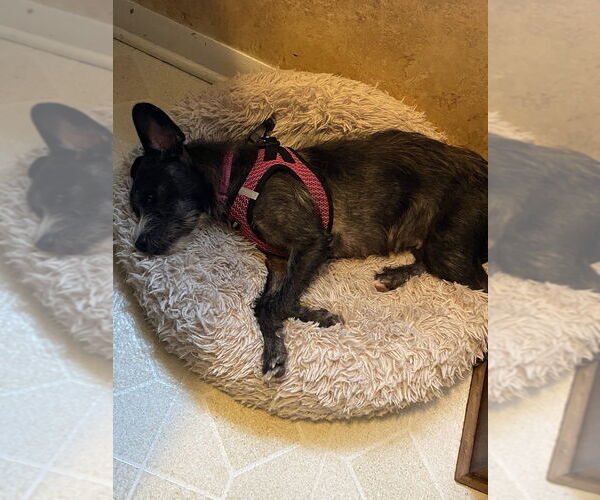 Medium Photo #4 Mutt Puppy For Sale in Mundelein, IL, USA