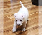 Small #1 German Shepherd Dog Mix