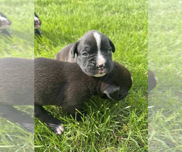Medium Photo #1 Boxer Puppy For Sale in NEW LONDON, IA, USA