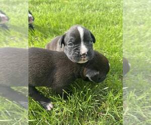 Boxer Puppy for sale in NEW LONDON, IA, USA