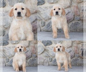 Golden Retriever Puppy for sale in MENTONE, IN, USA