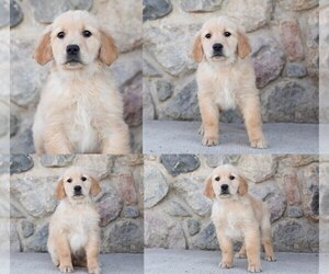 Golden Retriever Puppy for sale in MENTONE, IN, USA