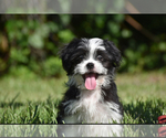 Small #1 Auss-Tzu