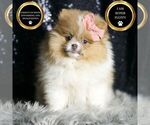 Puppy Ginger AKC Pomeranian