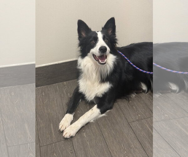 Medium Photo #2 Border Collie Puppy For Sale in Valrico, FL, USA