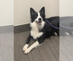 Small Photo #2 Border Collie Puppy For Sale in Valrico, FL, USA