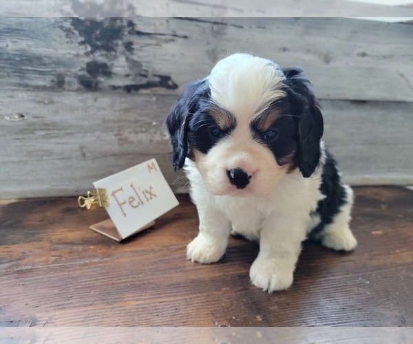 Medium Photo #11 Bernese Mountain Dog-Cavalier King Charles Spaniel Mix Puppy For Sale in CUBA CITY, WI, USA