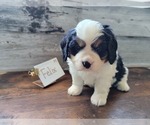 Small Photo #11 Bernese Mountain Dog-Cavalier King Charles Spaniel Mix Puppy For Sale in CUBA CITY, WI, USA