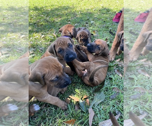 Medium Photo #10 Rhodesian Ridgeback Puppy For Sale in NEW BROCKTON, AL, USA