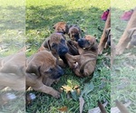 Litter of 7 - Male(s) and Female(s) Rhodesian RidgebackLitter of Puppies for Sale - Photo #10