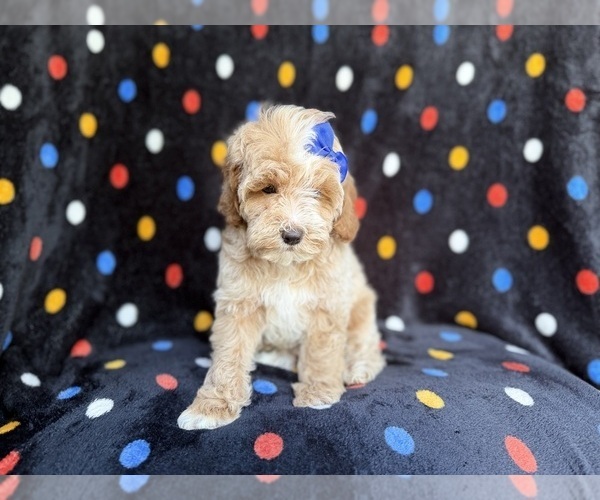 Medium Photo #8 Cock-A-Poo Puppy For Sale in LAKELAND, FL, USA