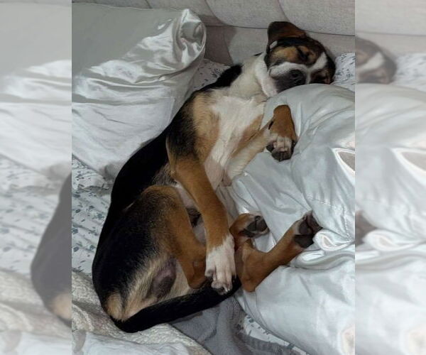 Medium Photo #3 Mutt Puppy For Sale in Minneapolis, MN, USA