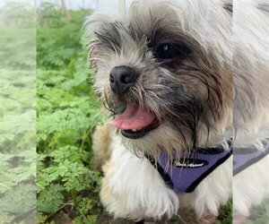 Shih Tzu Dogs for adoption in Victorville, CA, USA