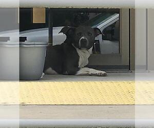 American Staffordshire Terrier Dogs for adoption in San Antonio, TX, USA