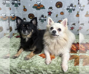 Chiranian Dogs for adoption in Wetumpka, AL, USA