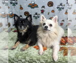 261465  Yoshi & Princess Peach - Male Chiranian Dog for Adoption - Small photo