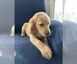 Golden Irish-Golden Retriever Mix Puppy for sale in SOUTH WATERFORD, ME, USA