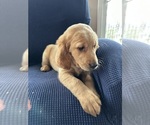 Image preview for Ad Listing. Nickname: Bruiser
