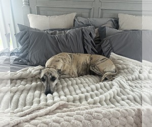 Mother of the Whippet puppies born on 04/20/2025
