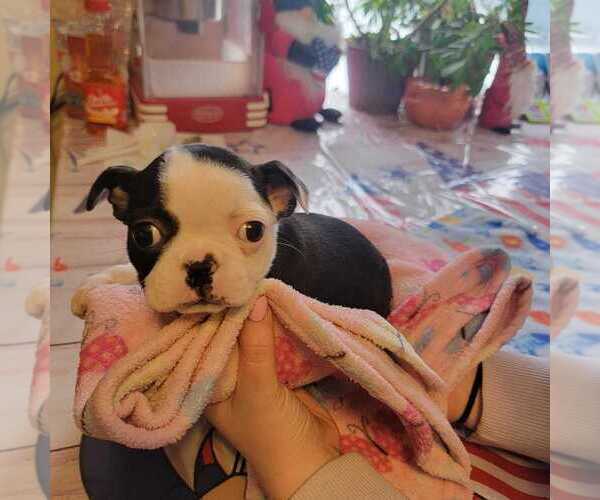 Medium Photo #1 Boston Terrier Puppy For Sale in WILLET, NY, USA