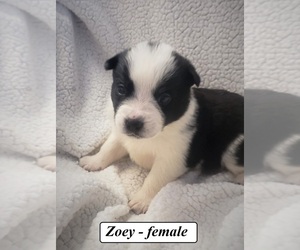 Australian Cattle Dog-Border Collie Mix Puppy for sale in CLARKRANGE, TN, USA