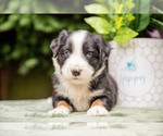 Puppy Cricket Australian Shepherd