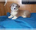 Small Photo #62 Australian Shepherd-Pembroke Welsh Corgi Mix Puppy For Sale in GALLEGOS, NM, USA