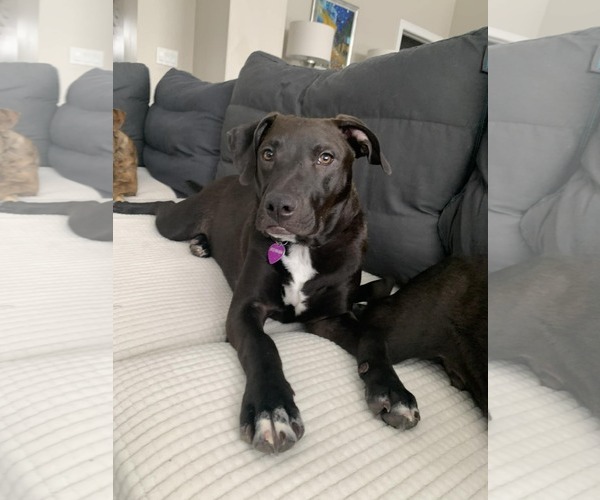 Medium Photo #8 American Pit Bull Terrier-Unknown Mix Puppy For Sale in Minneapolis, MN, USA