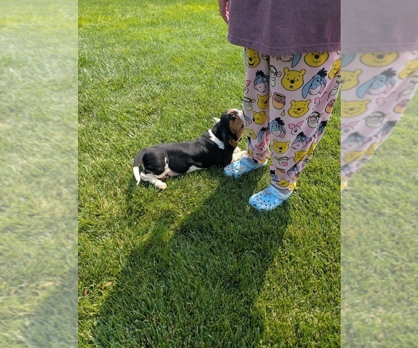 Medium Photo #17 Basset Hound Puppy For Sale in JEROME, ID, USA