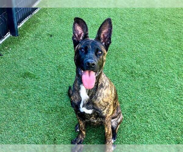 Medium Photo #1 Mutt Puppy For Sale in Orange, CA, USA