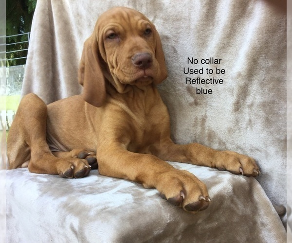Medium Photo #9 Vizsla Puppy For Sale in WARREN, OR, USA