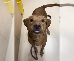 Vizsla Dogs for adoption in Center Township, PA, USA