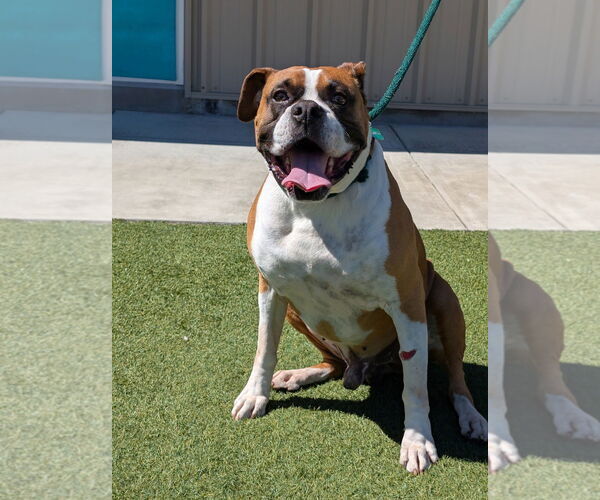 Medium Photo #3 Boxer Puppy For Sale in Salinas, CA, USA
