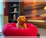 Small #14 Golden Retriever