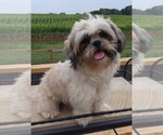 Small Photo #1 Shih Tzu Puppy For Sale in ALLENSVILLE, KY, USA