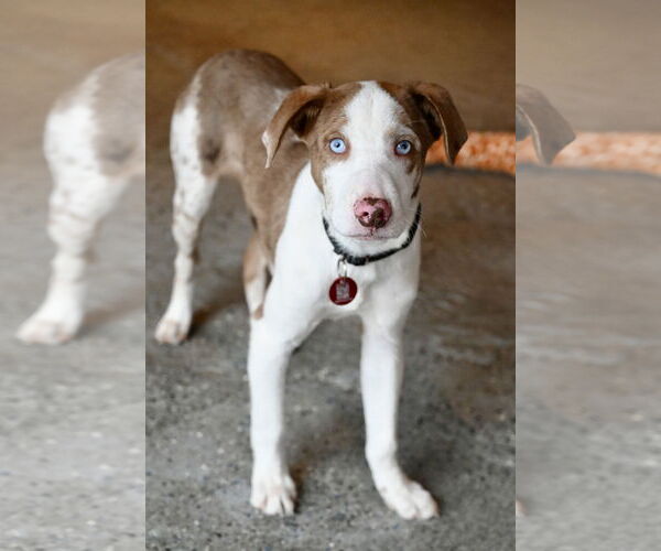 Medium Photo #1 Australian Shepherd Puppy For Sale in Wakefield, RI, USA