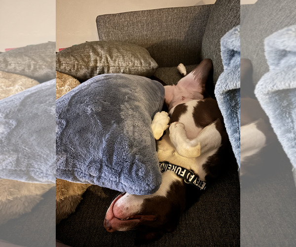 Medium Photo #4 Lab-Pointer Puppy For Sale in Rockville, MD, USA