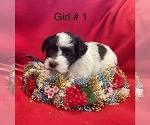 Schnauzer (Miniature) Puppy for sale in FRUITVALE, TX, USA