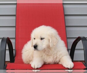English Cream Golden Retriever Puppy for sale in FREDERICKSBG, OH, USA