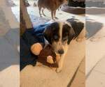 Small #2 Australian Shepherd Mix