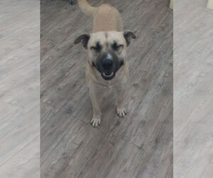 Siberian Husky-Unknown Mix Dogs for adoption in Murfreesboro, NC, USA