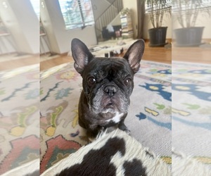 Mother of the Faux Frenchbo Bulldog puppies born on 09/17/2025