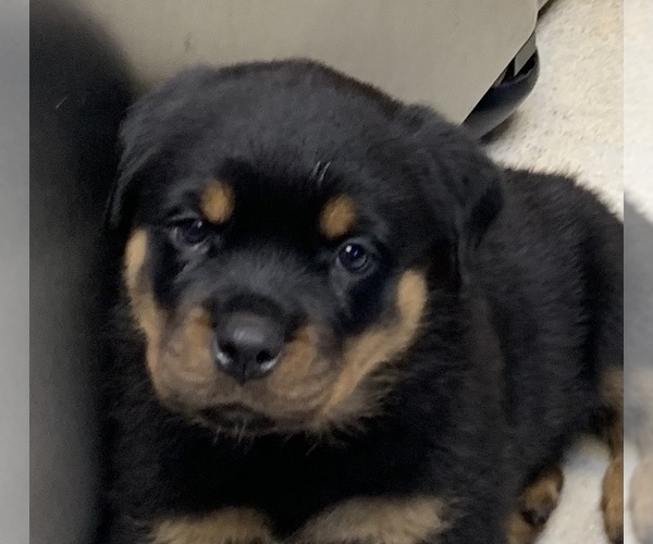 Medium Photo #1 Rottweiler Puppy For Sale in GRANTS PASS, OR, USA