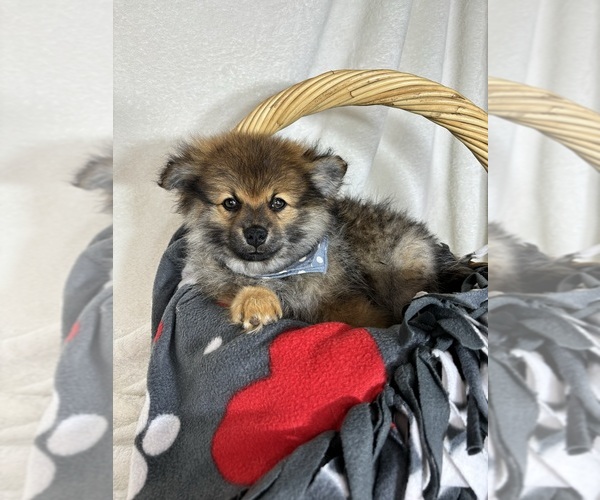 Medium Photo #4 Pomeranian Puppy For Sale in GREENFIELD, IN, USA